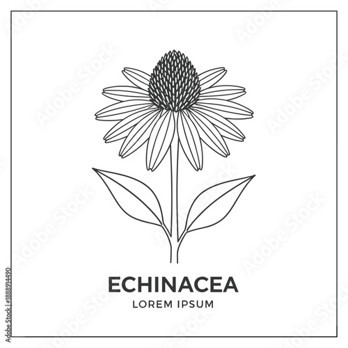 Professional vector botanical illustration of Echinacea flower for herbal medicine pharmacology and organic health branding.