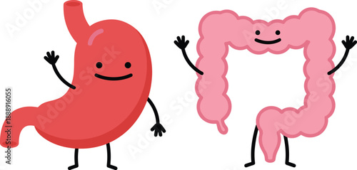 Cartoon stomach and intestine characters with smiling faces — friendly digestive system anatomy illustration for educational and medical use, isolated on white background.