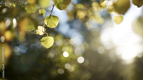walk. Sunlit garden trees with golden light filtering through leaves, soft background blur. travel magazines, destination branding, designed for travel destination branding, used by video editors.
