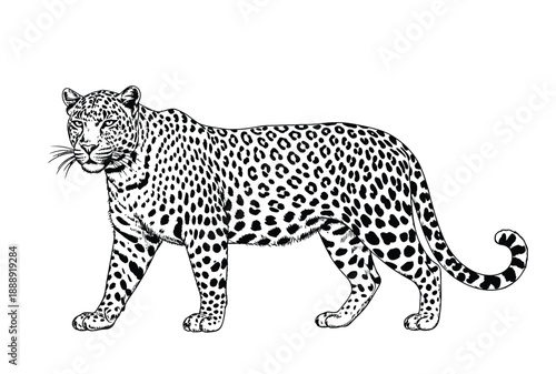 Black and white illustration of a leopard standing, facing left. The leopard's body is covered in distinctive rosettes, conveying a sense of alertness.
