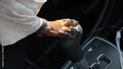 A close-up of a dog' paw resting on the gear shift lever of a car, with part of the dog's beige shirt visible and the surrounding black vehicle interior in view