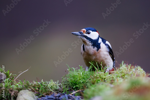 Great spotted woodpecker (Dendrocopos major) on mossy forest log