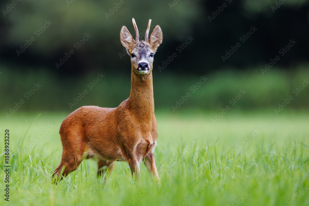 Fototapeta premium Roe deer (Capreolus capreolus) male standing alert on green meadow with forest background in summer light
