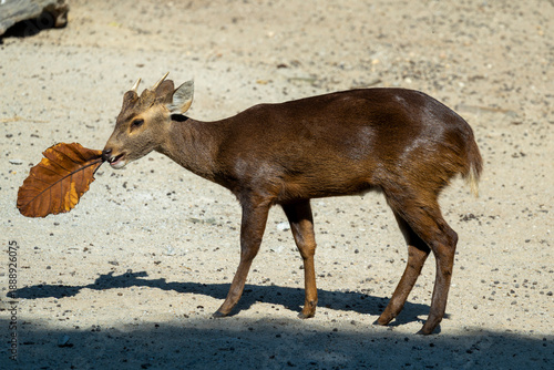 A little deer pauses to nibble fresh leaves, each bite a quiet lesson in gentleness—where survival meets grace, and nature whispers that simplicity is the purest form of living.