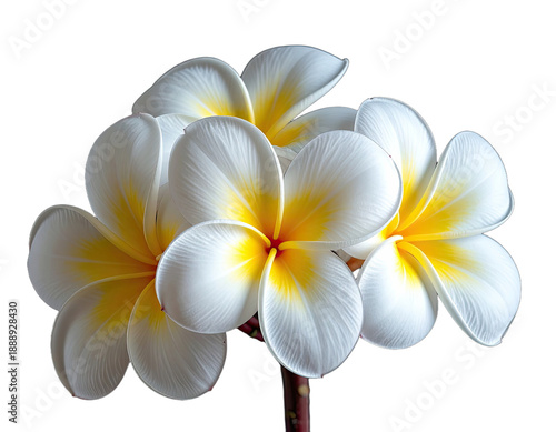 Close-up of frangipani blossoms, white petals with yellow centers, against a dark backdrop