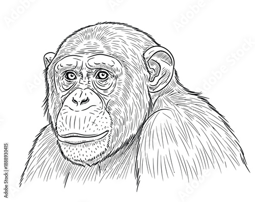 Illustration of a thoughtful chimpanzee with detailed facial features and fur, set against a plain white background, conveying curiosity and wisdom.