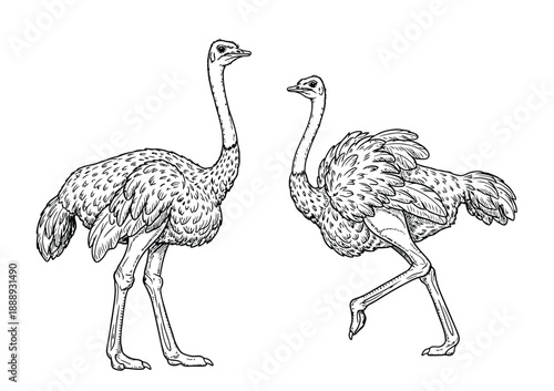 Illustration of two detailed ostriches in a line drawing style. One ostrich stands upright, while the other has a raised leg, suggesting motion. Monochrome.