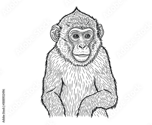 A detailed black and white ink drawing of a monkey sitting upright. The monkey has textured fur, expressive eyes, and an alert expression.