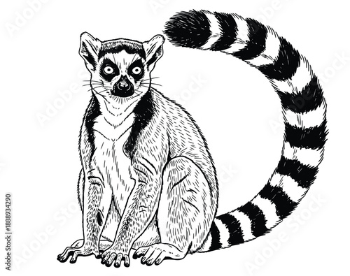 Black and white illustration of a ring-tailed lemur sitting. It has wide eyes, pointed ears, and a long bushy tail with distinct black and white stripes.