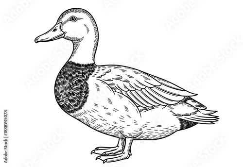 Line art illustration of a duck facing left, showing detailed feathers and texture. The duck stands confidently, exuding a calm and peaceful presence.