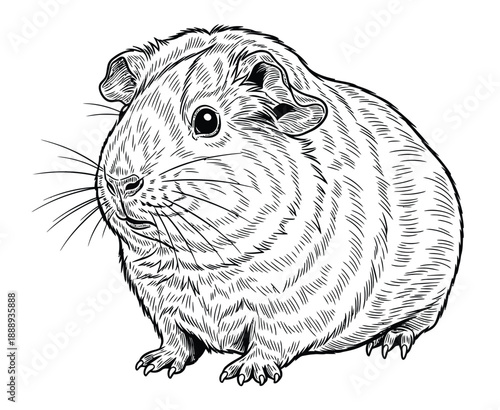 Black-and-white illustration of a guinea pig with detailed fur and expressive eyes. The image conveys a sense of calm and curiosity.