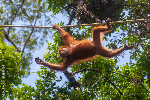 Orangutan Orang utan swinging through the trees in Borneo