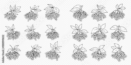 Elderberry plant sprigs with berries and leaves in a black and white line art illustration set.