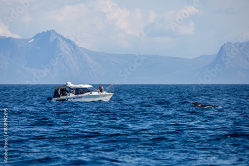 dolphin appearing behind boat