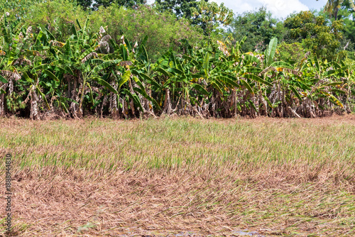 rice field paddy water flooded nature background