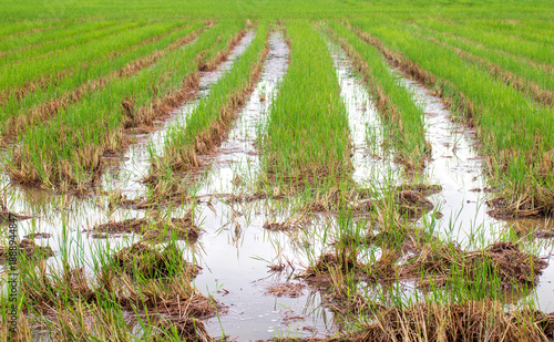 Rice field in rainy season after harvest
