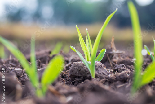 Row of young corn sprouts. Corn cultivation. Close-up of a corn sprout in the field.