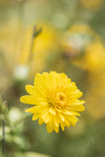 Chrysanthemum flowers on the plant.