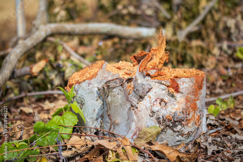 Eucalyptus be cut down, but then fell, leaving the remaining stump of the tree will be utilized.
