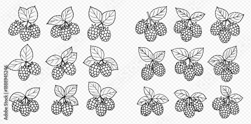 Set of black and white hand drawn raspberry illustrations with leaves on a transparent background.