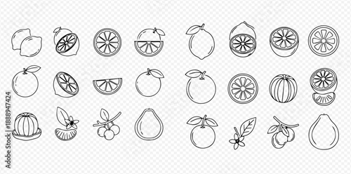 Set of citrus fruit line icons, including lemon, orange, lime, and grapefruit, with whole, half, and sliced variations.