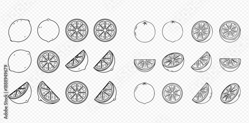 Outline vector illustration of citrus fruits including lemons and oranges in various cuts and whole forms, perfect for design elements.