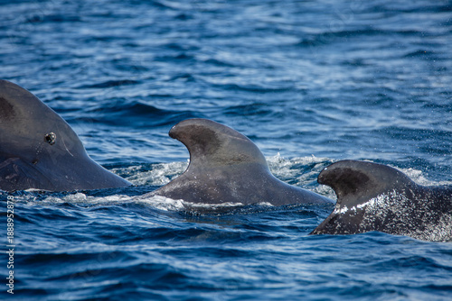 Dolphin group surfacing during sunny day in the arctic waters, Norway