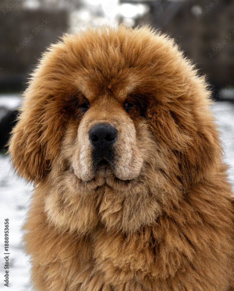 Fototapeta premium A huge brown Tibetan Mastiff sits in the snow. A beautiful red Tibetan Mastiff on a sunny winter day in the park. A gorgeous mastiff in winter.