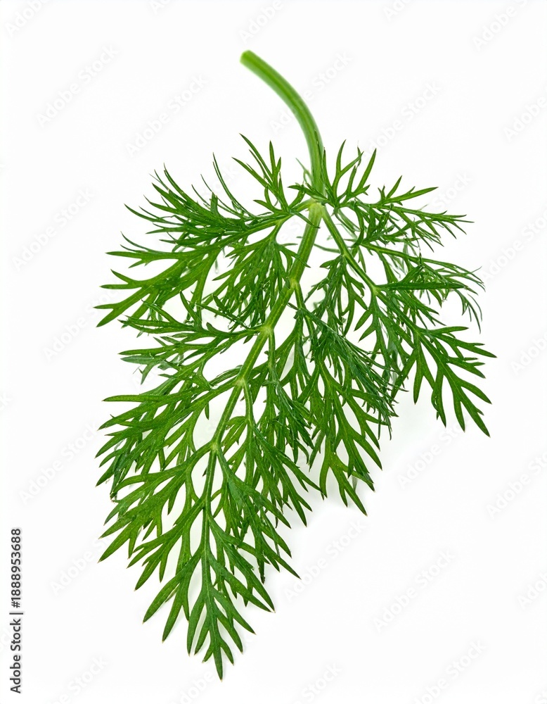 Fototapeta premium Dill frisch freigestellt