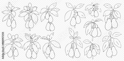 Set of hand-drawn dogwood berry branches with leaves, black and white outline vector illustration on transparent background.