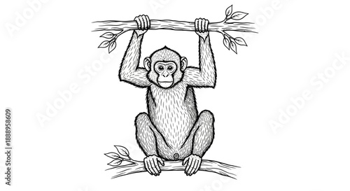 Monkey hanging from a tree branch in a detailed black and white illustration.