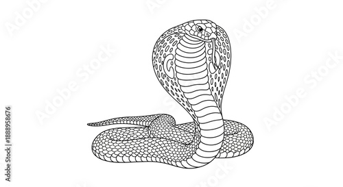 Detailed Line Drawing of a Cobra Snake in Defensive Pose.