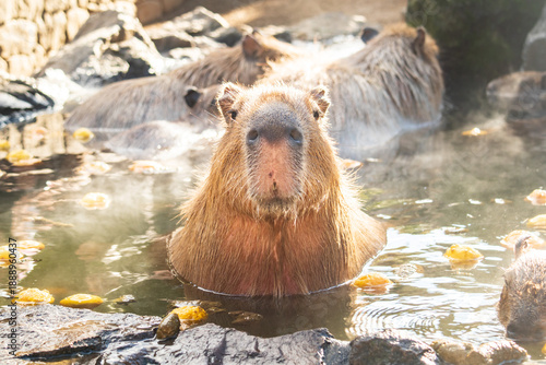 Group of Capybaras Relaxing in a Steamy Citrus Onsen