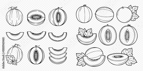 Set of fresh melon and cantaloupe fruit line art illustrations, whole, half, and sliced, for healthy food designs.
