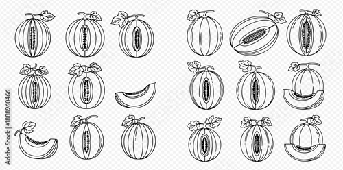 Set of hand-drawn melon illustrations, including whole and sliced fruit, perfect for healthy food and fruit-themed designs.