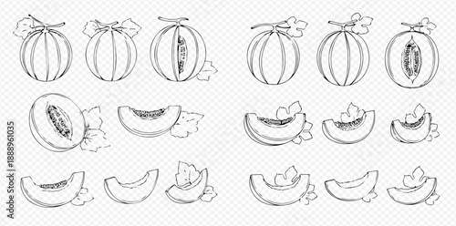Set of hand-drawn melon illustrations, whole and sliced, with leaves, in a sketch style.