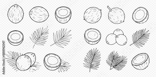 Set of hand-drawn coconut illustrations with whole and halved coconuts and palm leaves, perfect for tropical designs and healthy food concepts.
