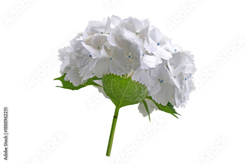 Hortensia Flower. Hydrangea macrophylla. White bigleaf hydrangea inflorescence isolated transparent png.