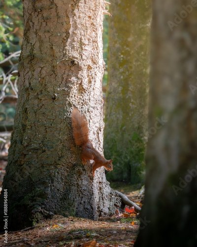 Red squirrel on a tree eating a nut 