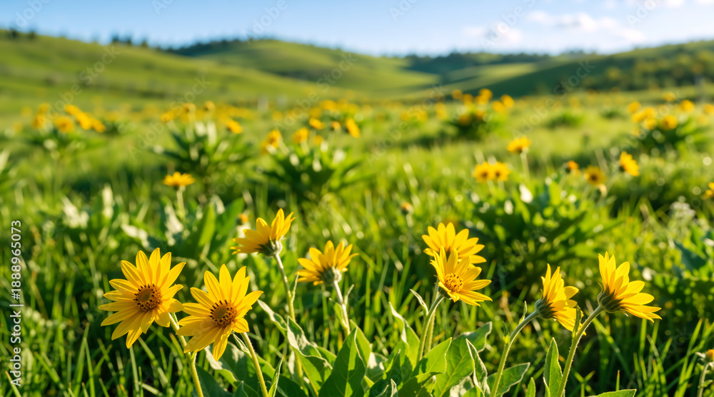 Obraz premium Yellow balsamroot wildflowers blooming in a green meadow. Rolling hills landscape under a blue sky. Spring nature background with selective focus