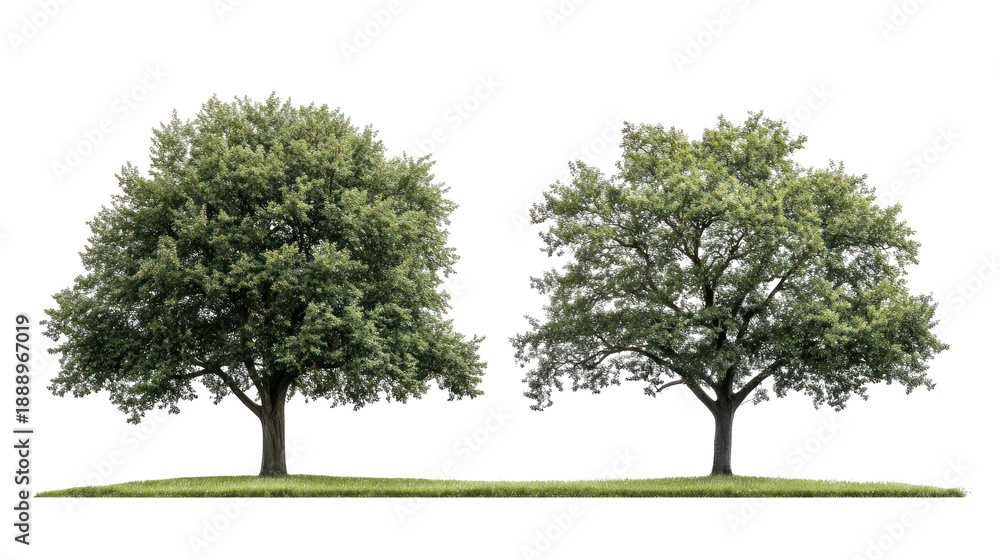 Fototapeta premium Two lush green trees, isolated on transparent background