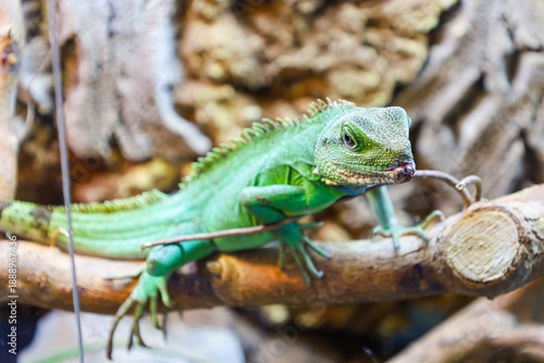 Vibrant green lizard with a distinct scale texture and a dorsal crest carefully observes its surroundings while perched on a wooden branch. Detailed macro shot of the reptile in a terrarium showcases 