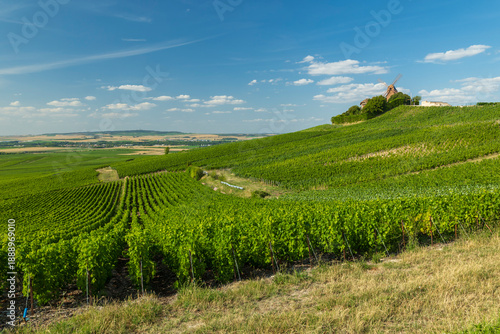 Wallpaper Mural Verzenay vineyard landscape with historic windmill on hill Torontodigital.ca