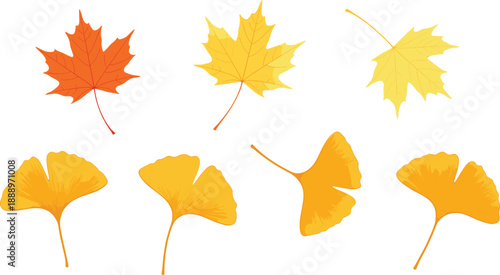 Autumn leaves set with maple and ginkgo foliage in yellow and orange fall season flat vector illustration
