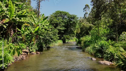 Lush tropical river flowing in mount kenya national park