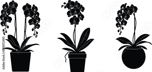 Orchid Flower Pot Silhouette Collection, Potted Phalaenopsis Plant Graphic, Botanical Nature Interior Decor CAD Drawing Flat Vector Illustration Design Element