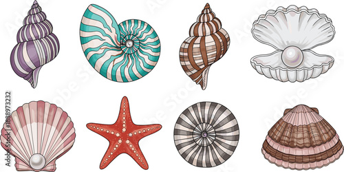 Set of Colorful Seashells and Marine Life Illustrations Featuring Striped Conch Nautiluses Starfish and Scallops with Pearls for Tropical Summer Beach and Coastal Decor