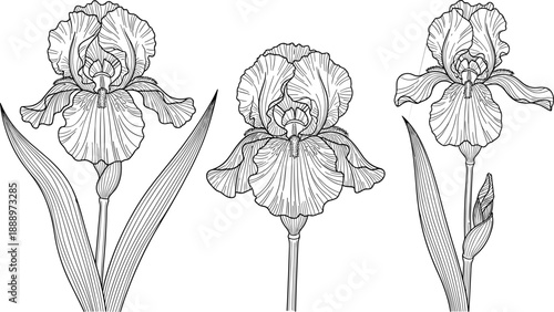 Set of Hand Drawn Iris Flower Sketches in Black and White Line Art Style for Botanical Illustrations Wedding Invitations and Adult Coloring Pages