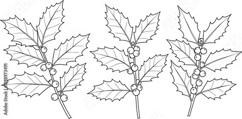 Set of Three Hand Drawn Holly Branch Line Art Illustrations Featuring Spiky Leaves and Berries for Christmas Decor Holiday Cards and Botanical Coloring