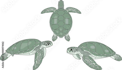 Sea turtle vector illustration set showing swimming marine turtles from different angles isolated on white for ocean wildlife conservation and ed